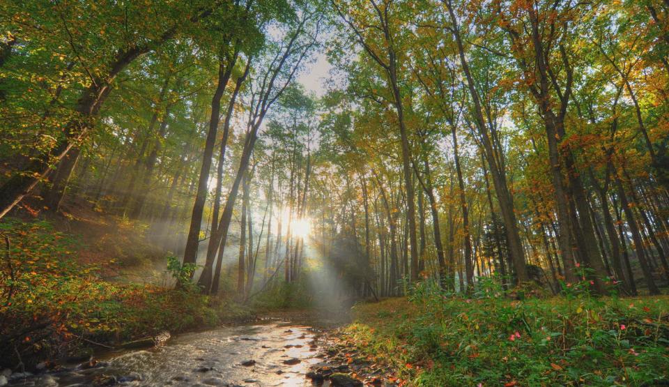 The Wonder of Trees