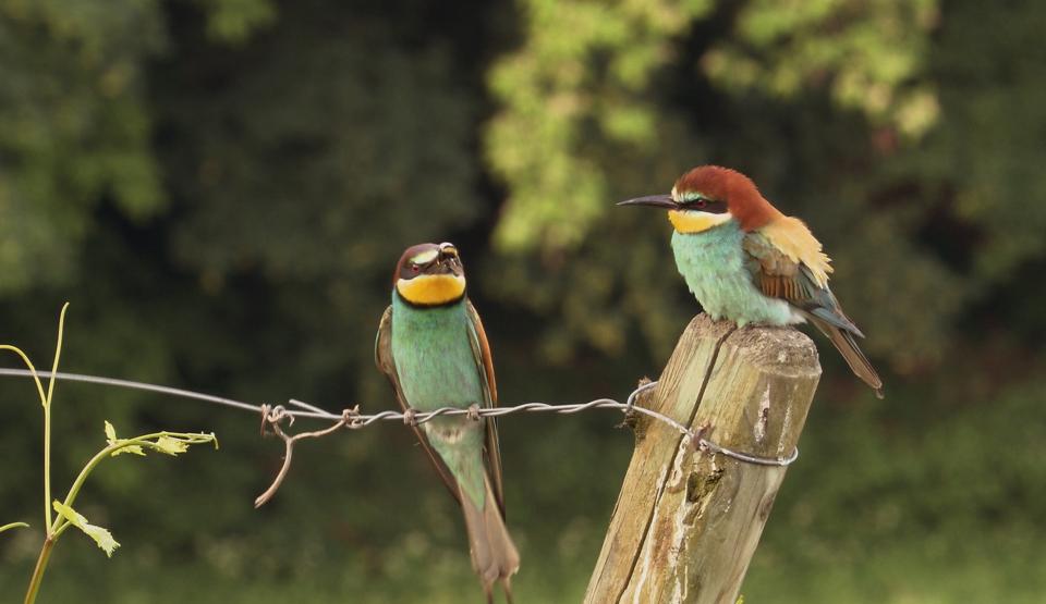 The World's Rarest - The missing link