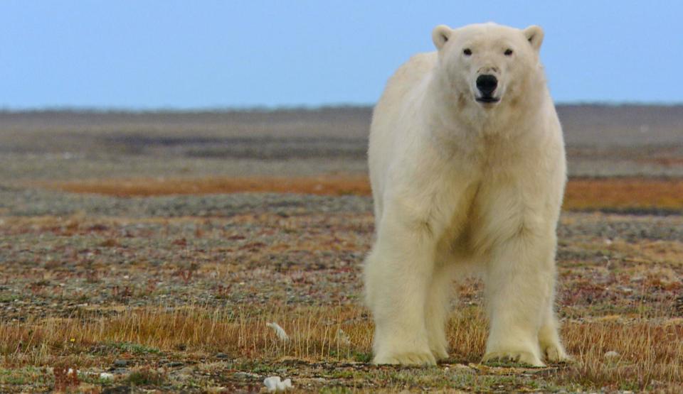 The World's Rarest - Wildlife Warriors