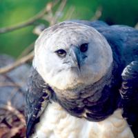 Eye of the Eagle (Episode 2)