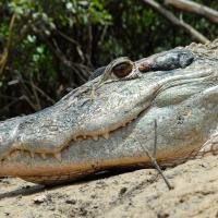 Day of the Caiman