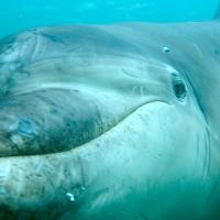 Dolphins and Whales (Episode 3)