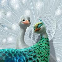 Pavo, the Peacock