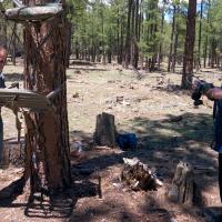 Forests Under Attack