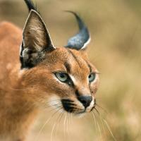killers of the Kalahari (Episode 3)