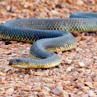 Outback Terrors (Episode 2)