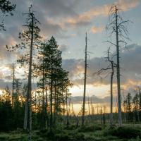Forest and Woodlands (Episode 2)