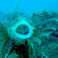 Voracious Pacific (Episode 4)