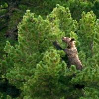 Wild at Heart (Episode 1)