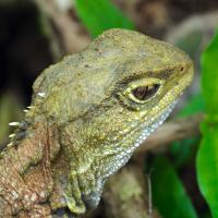  The Tuatara (Episode 1)