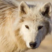 White Wolves - Ghosts of the Arctic (Film)