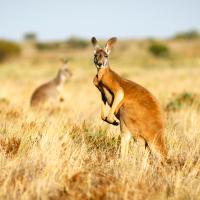 Just Kangaroos (Episode 1)