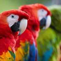 Just Birds (Episode 2)