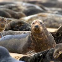 Just Marine Mammals (Episode 3)
