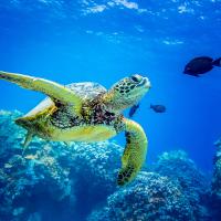 Just Turtles (Episode 4)