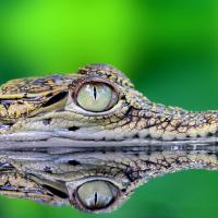 Just Crocodiles (Episode 5)