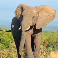 Just Elephants (Episode 6)