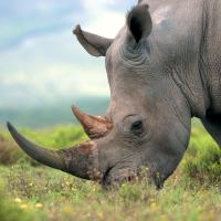 Just Hippos and Rhinos (Episode 7)