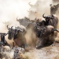 Just Antelopes (Episode 8)