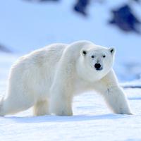 Just Bears (Episode 9)