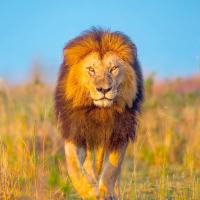 Just Big Cats (Episode 10)