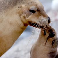 Sea Lion King (Episode 1)