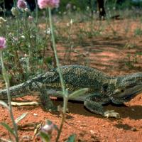 Lizards of Oz (Episode 2)