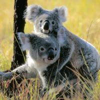 Koala Country Episode 3)