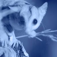 Possum Power (Episode 4)