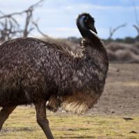 Episode 6: Journey of the Emu 