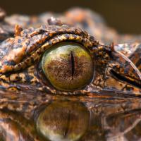 Crocodile Odyssey (Episode 2)