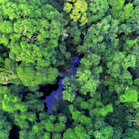 Deep Jungle (Episode 1)