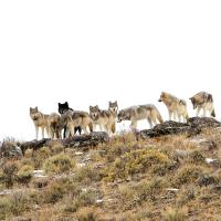 How They Changed Yellowstone National Park (scientific version) 
