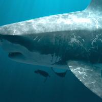 Megalodon & Giant Sloths Climate Victims (Episode 2)