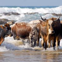 Social Animals (Episode 8)