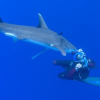 The great white Sharks of Guadalupe (Episode 4)