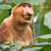 Just Monkeys (Episode 1)