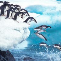 Just Penguins (Episode 2)