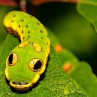 Just Insects (Episode 5)