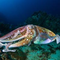 Just Octopuses (Episode 6)