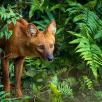 Just Wild Dogs (Episode 7)