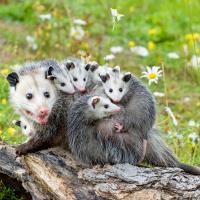 Just Marsupials (Episode 8)