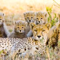 Just Wild Cats (Episode 9)