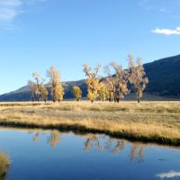 Yellowstone