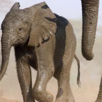 Gentle Giants (Episode 1)