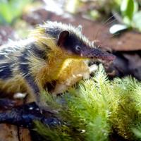 Forest of the Indri (Episode 1)