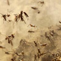 Mosquitos (Episode 2)