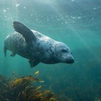 Germany’s biggest predator – the grey seal. The bulls reach a length up to 2,5 metre and can weigh 300 kg.