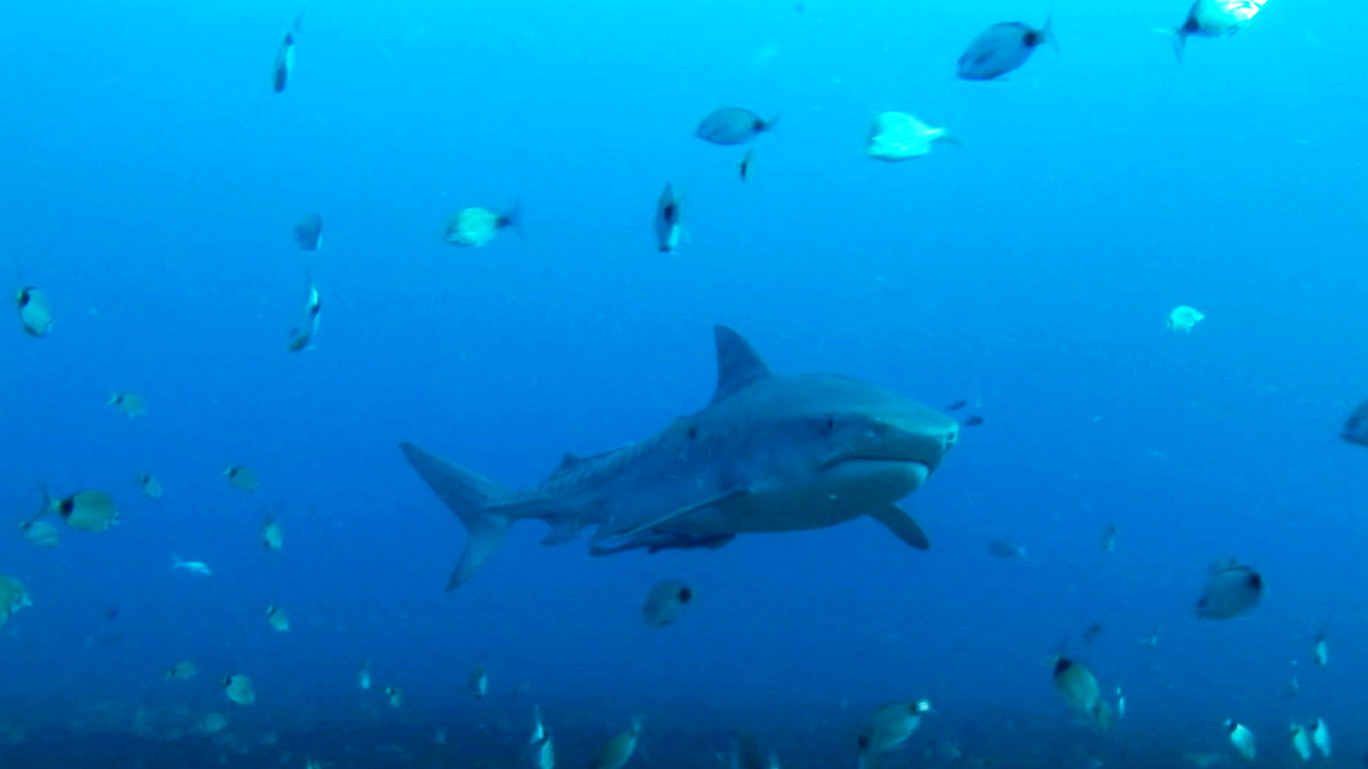 Shark Terror: The Real Jaws | ZDF Studios