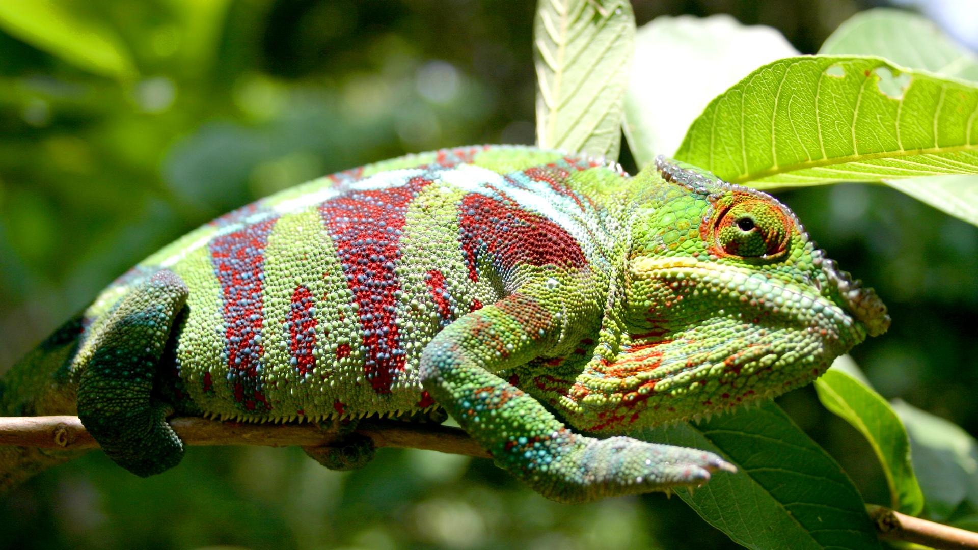 Rainbow' chameleon among three new species described from Madagascar